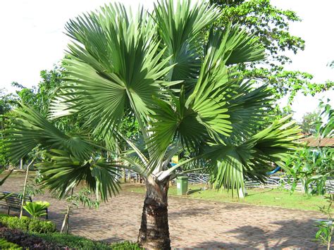 Anahaw .